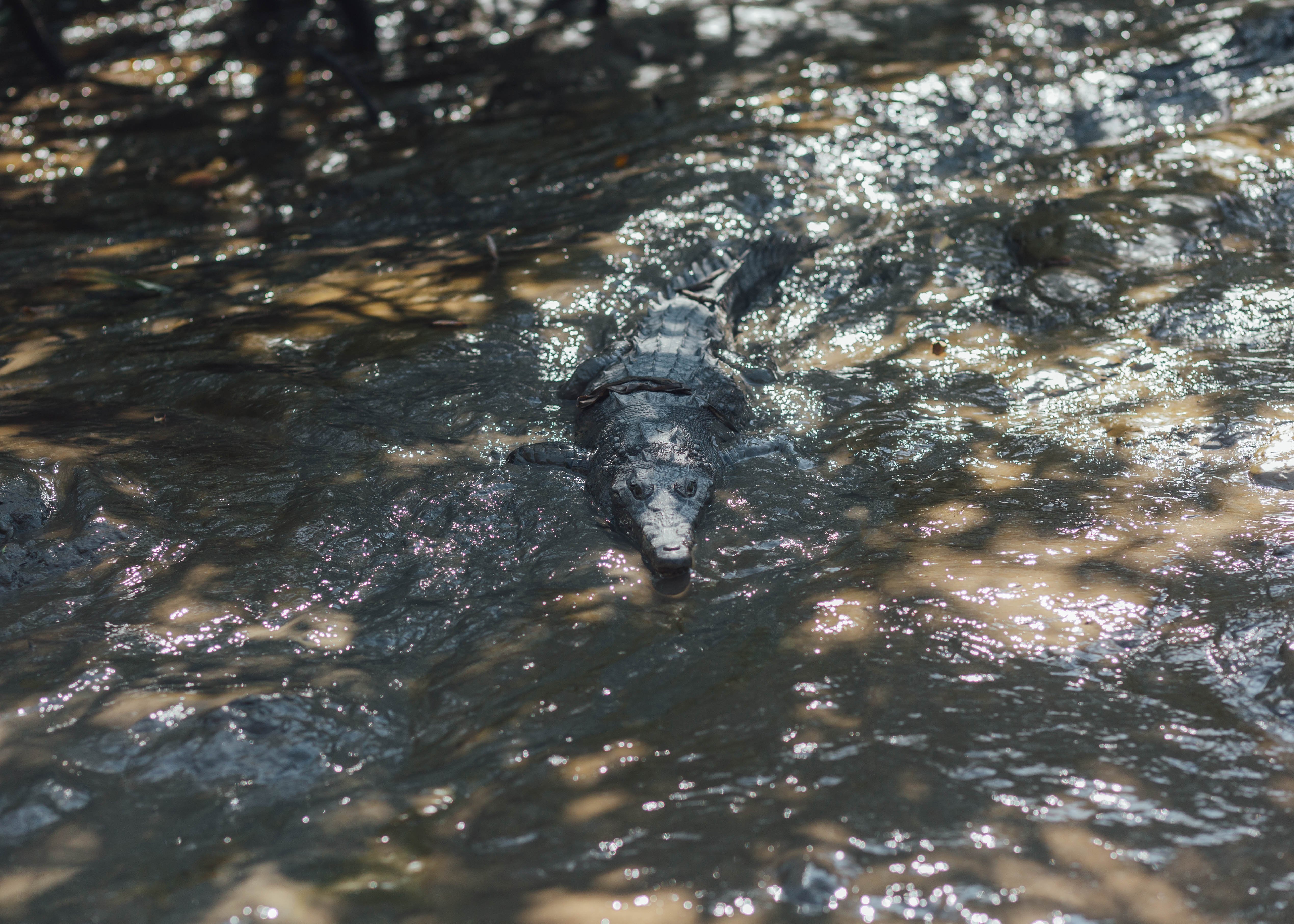Jungle Cruise at Palo Verde National Park
