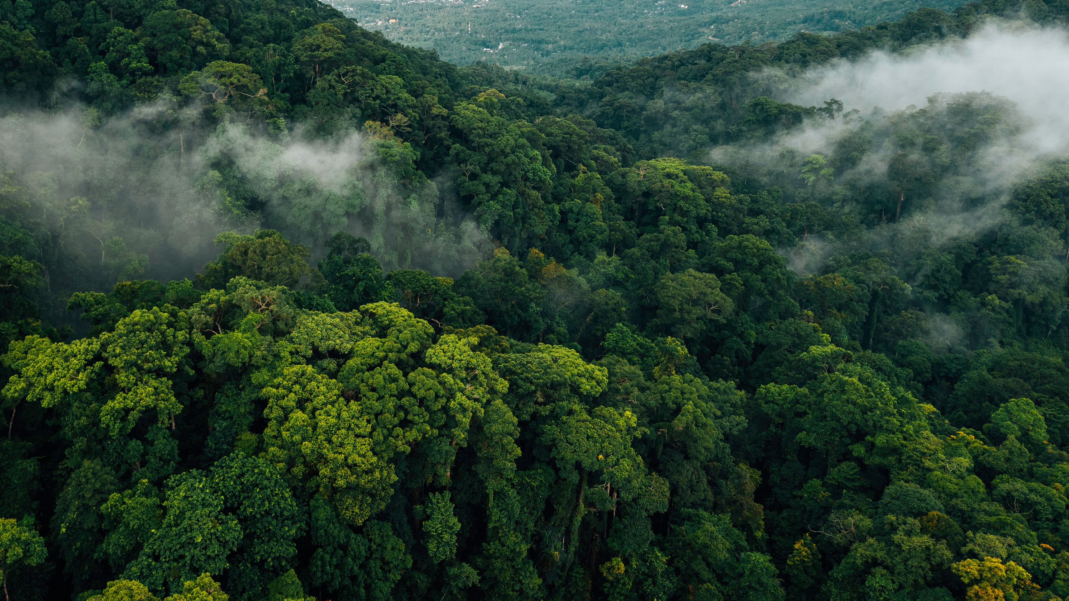 Aerial view of Costa Rica's lush tropical rainforest with misty clouds